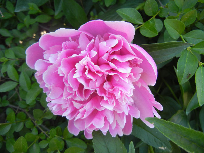 Peony. Bujor (2013, May 11) - BUJORI_Peony Paeonia