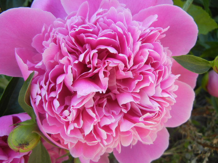 Peony_Bujor, 11may2013 - BUJORI_Peony Paeonia