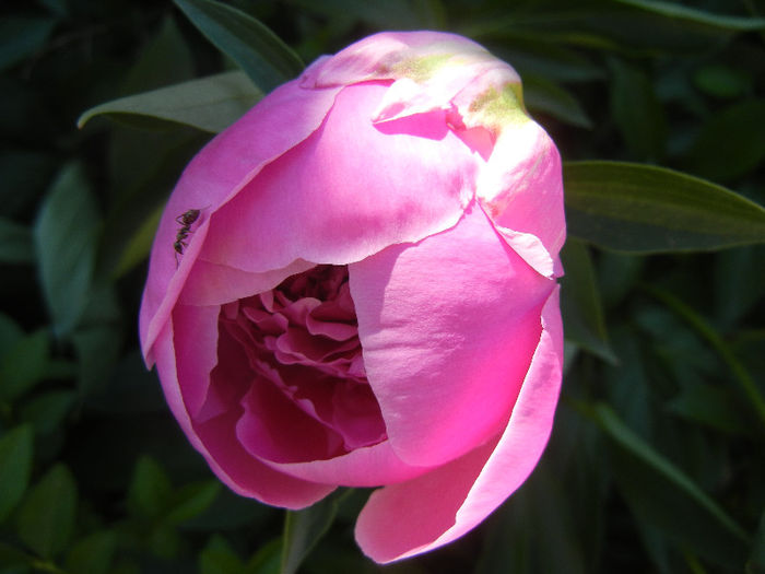 Peony_Bujor, 11may2013 - BUJORI_Peony Paeonia