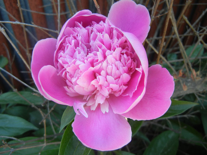 Peony_Bujor, 11may2013 - BUJORI_Peony Paeonia