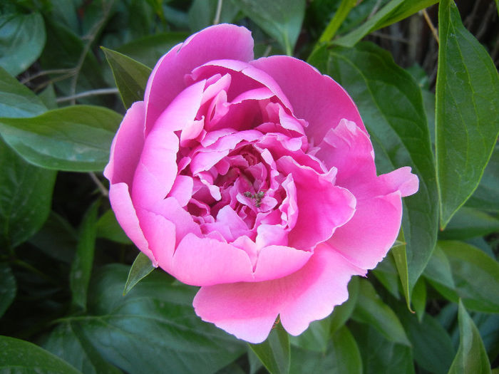 Peony_Bujor, 11may2013 - BUJORI_Peony Paeonia