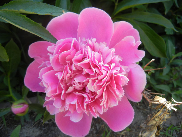 Peony_Bujor, 11may2013 - BUJORI_Peony Paeonia