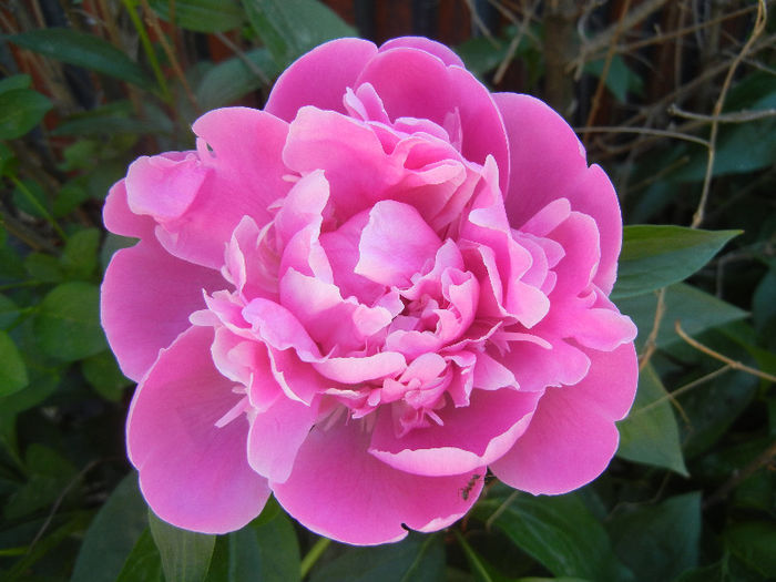 Peony_Bujor, 11may2013 - BUJORI_Peony Paeonia