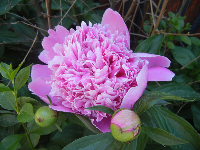 Peony_Bujor, 11may2013 - BUJORI_Peony Paeonia