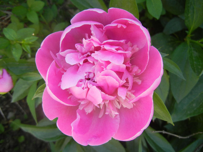 Peony_Bujor, 11may2013 - BUJORI_Peony Paeonia