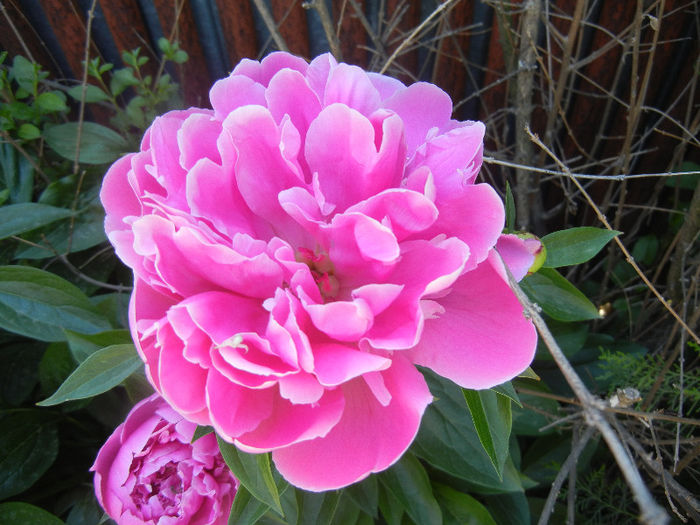 Peony. Bujor (2013, May 11) - BUJORI_Peony Paeonia