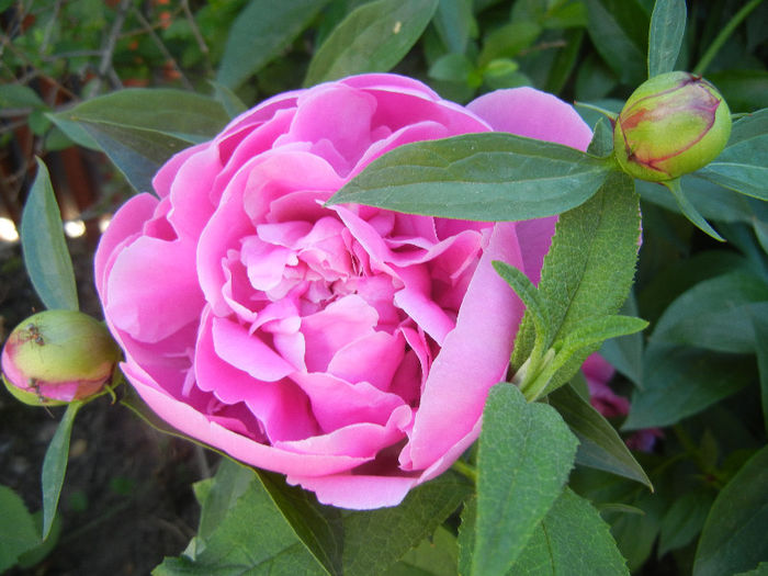 Peony. Bujor (2013, May 11) - BUJORI_Peony Paeonia