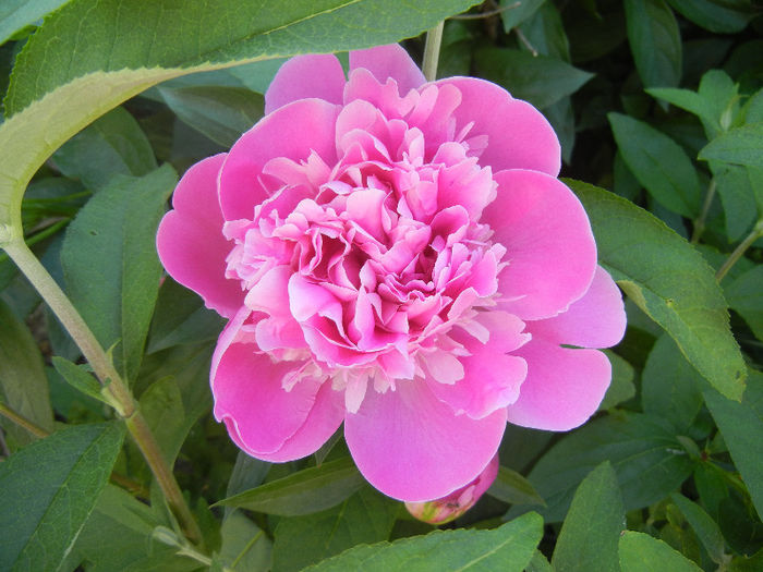 Peony. Bujor (2013, May 11)