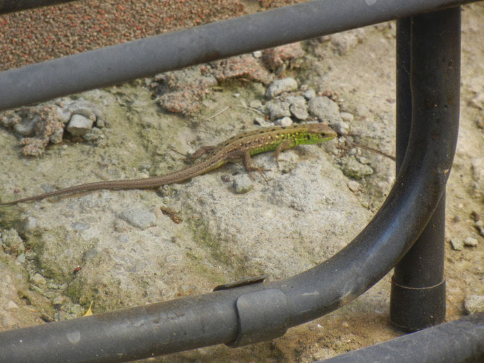 Green lizard_Lacerta viridis, 11may2013