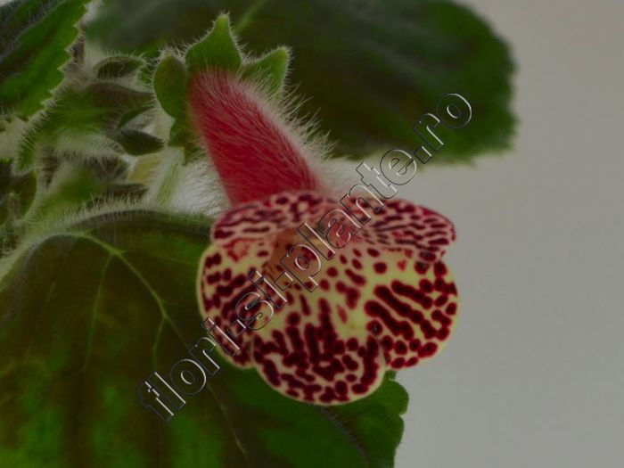 Kohleria Bibbi - KOHLERIA II
