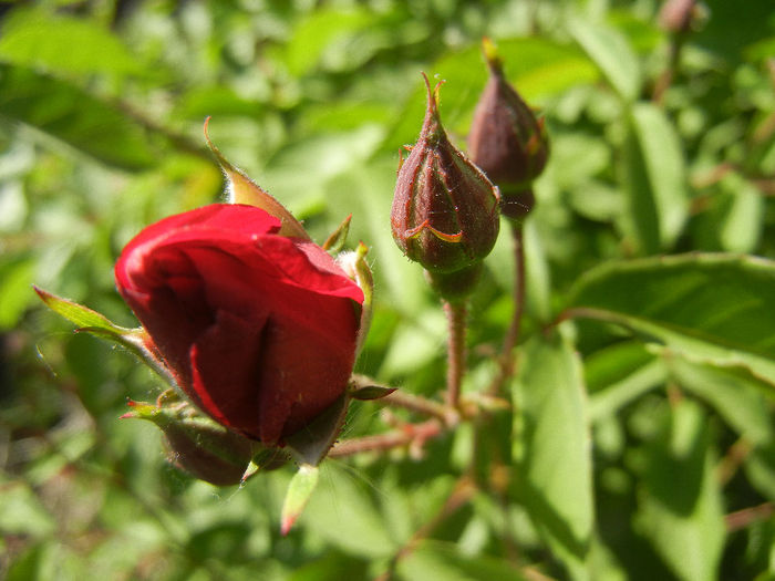 Rose Leipzig (2013, May 11)