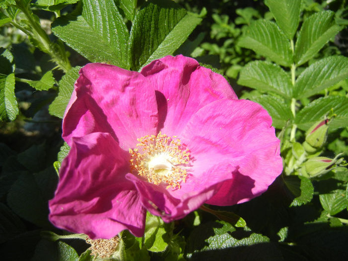 Rosa rugosa (2013, May 11)