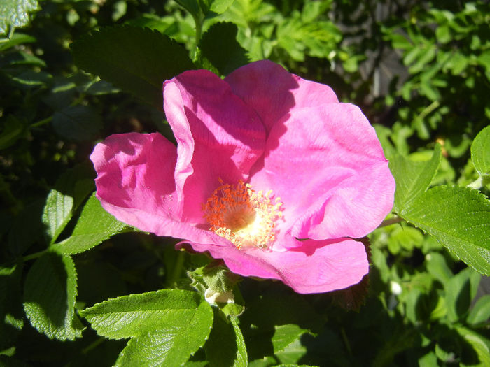 Rosa rugosa (2013, May 11)