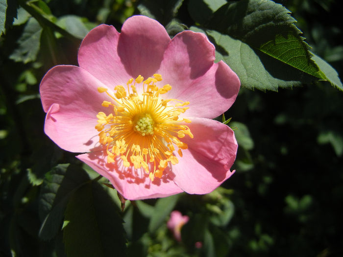 Rosa canina_Dog Rose (2013, May 10) - ROSA Canina_Dog Rose