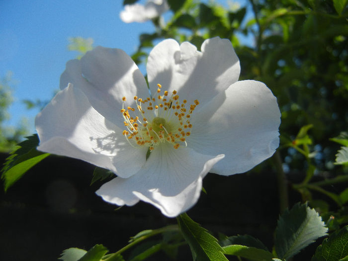 Rosa canina_Dog Rose (2013, May 10) - ROSA Canina_Dog Rose