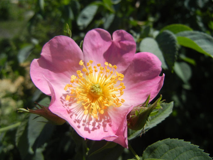 Rosa canina_Dog Rose (2013, May 10) - ROSA Canina_Dog Rose