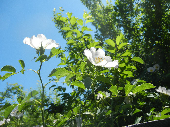 Rosa canina_Dog Rose (2013, May 10) - ROSA Canina_Dog Rose