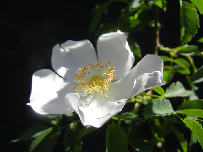 Rosa canina_Dog Rose (2013, May 10) - ROSA Canina_Dog Rose