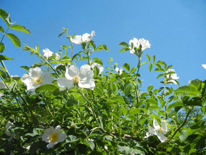 Rosa canina_Dog Rose (2013, May 10) - ROSA Canina_Dog Rose