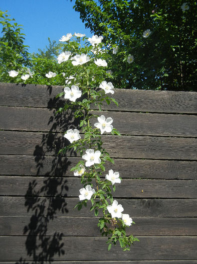 Rosa canina_Dog Rose (2013, May 11) - ROSA Canina_Dog Rose