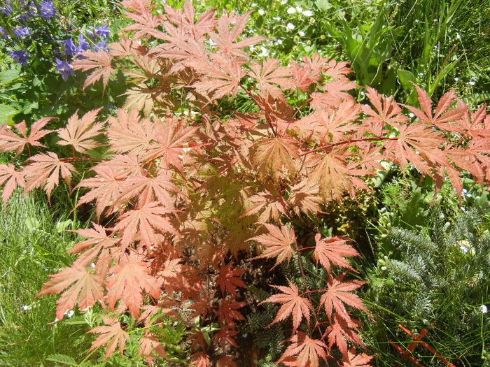 Acer palmatum Ariadne (2013, May 11)