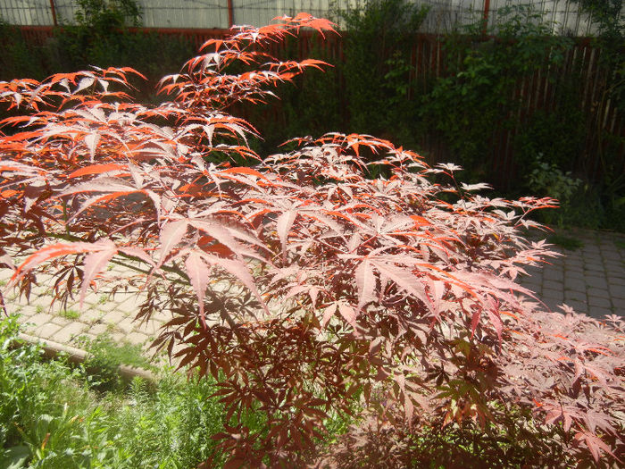 Acer palmatum Bloodgood (2013, May 11) - Acer palmatum Bloodgood