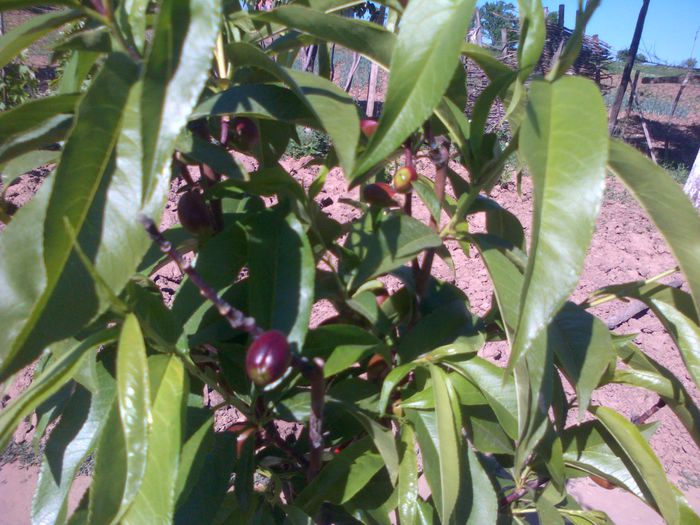 Nectared - Pomi Fructiferi