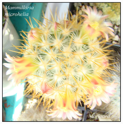 Mammillaria microhelia - Mammillaria