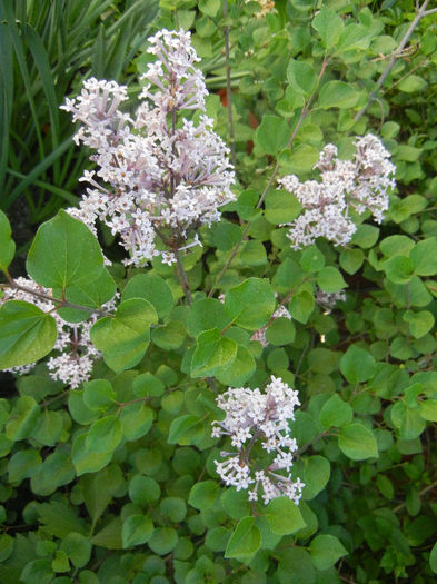Syringa patula Miss Kim (2013, May 11)