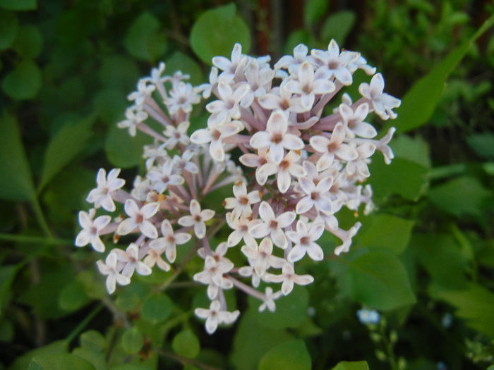 Syringa patula Miss Kim (2013, May 11)