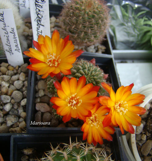 Sulcorebutia steinbachii - Sulcorebutia