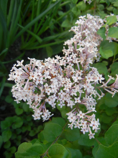 Syringa patula Miss Kim (2013, May 11)