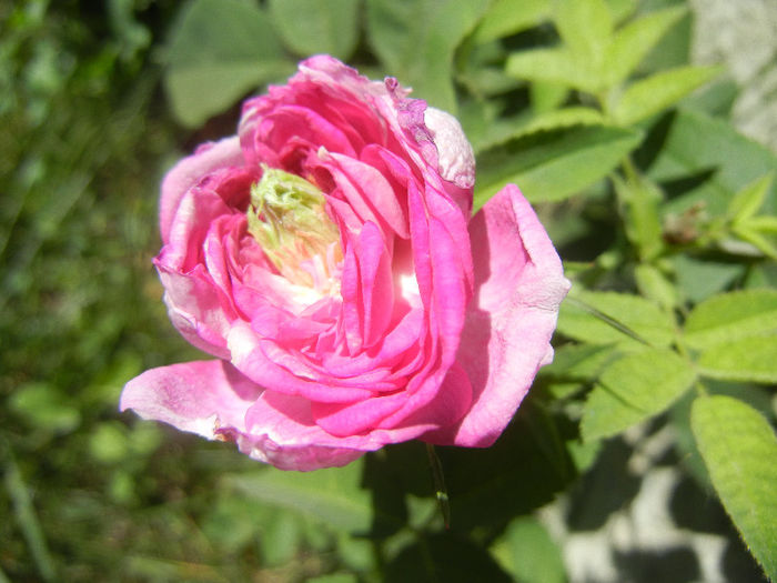 Pink Rose (2013, May 10) - 05 Garden in May