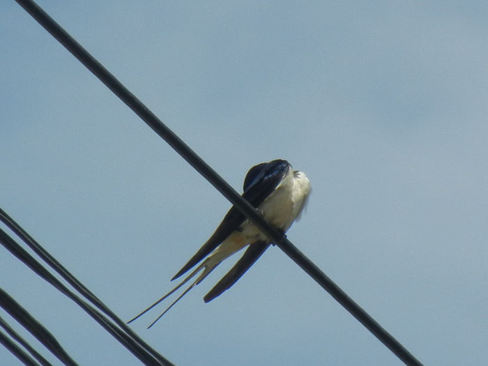 Barn Swallow_Randunica (2013, May 09)