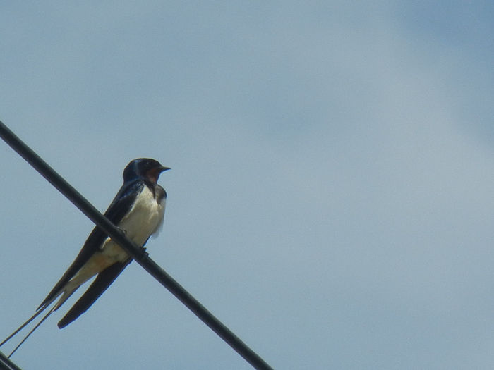 Barn Swallow_Randunica (2013, May 09)