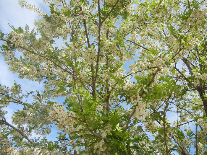 Robinia pseudoacacia, 09may2013 - Robinia pseudoacacia_Salcam