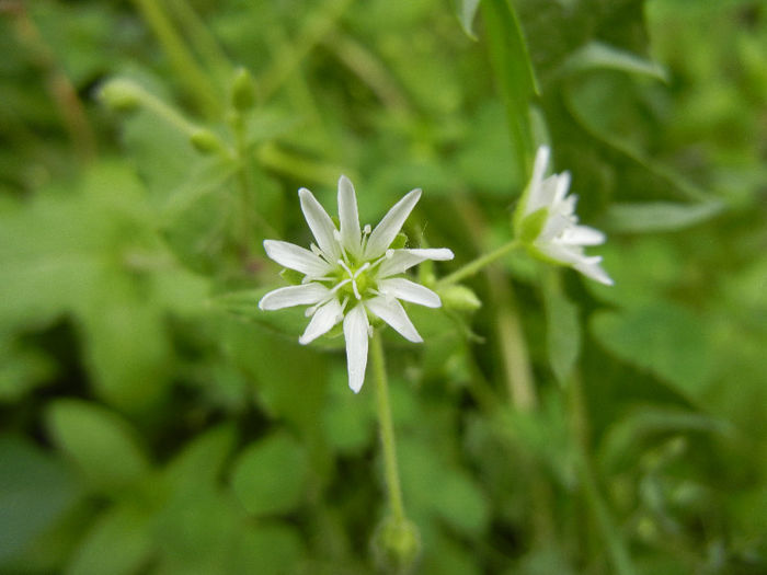 Stellaria media (2013, May 09)