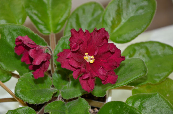 DSC_0875 - Expozitia de gesneriaceae mai 2013 - Gradina Botanica Bucuresti