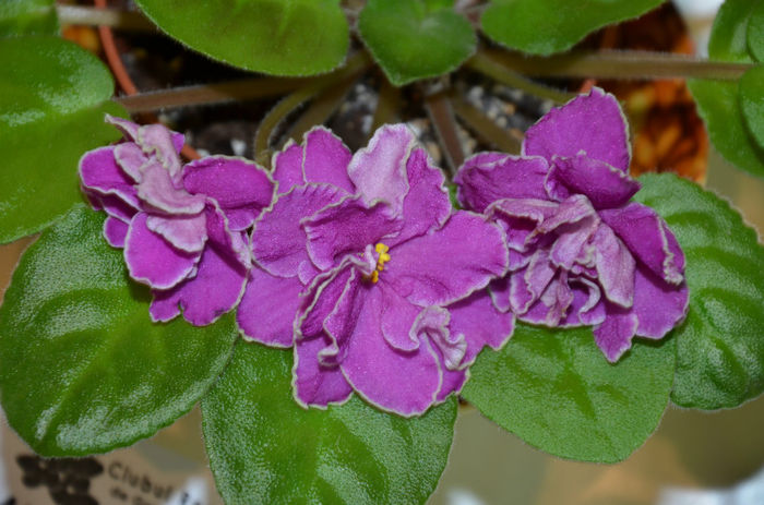 DSC_0880 - Expozitia de gesneriaceae mai 2013 - Gradina Botanica Bucuresti