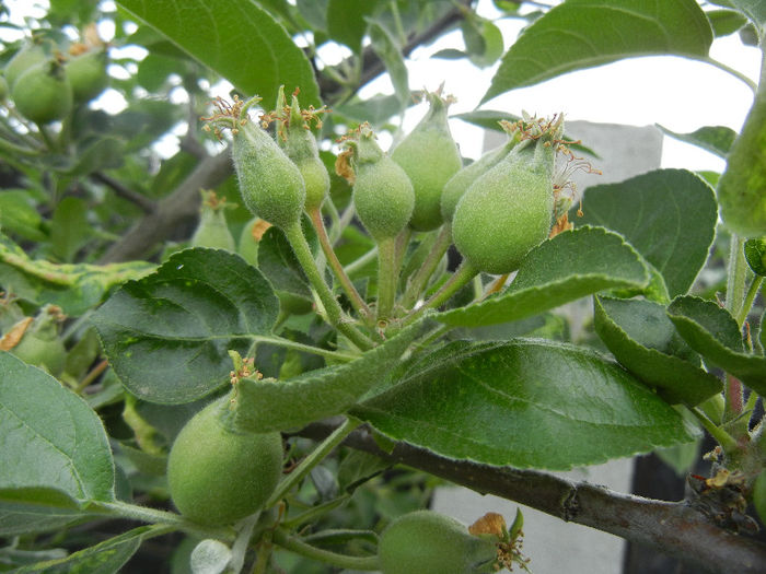 Apples_Mere Summer Red (2013, May 09)