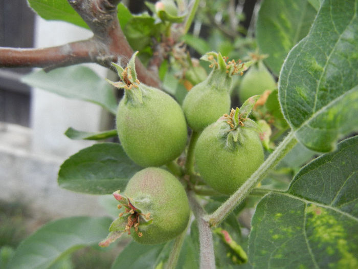 Apples_Mere Summer Red (2013, May 09)