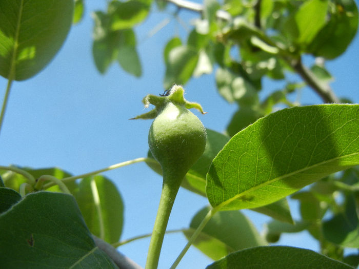 Pears_Pere Napoca (2013, May 07) - Pear Tree_Par Napoca