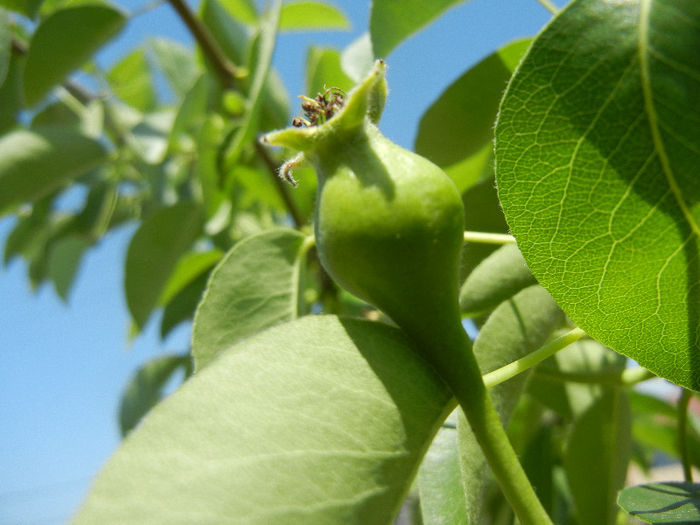 Pears_Pere Napoca (2013, May 07) - Pear Tree_Par Napoca