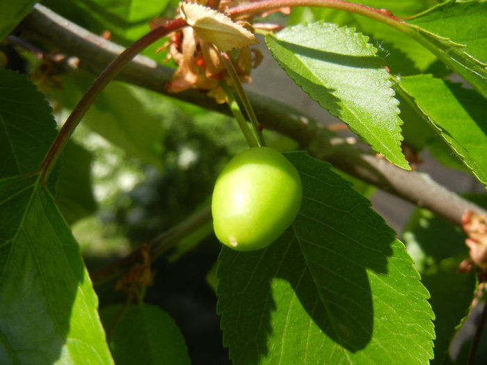 Cherry. Cireasa Rubin (2013, April 30) - Cherry Tree_Cires Rubin