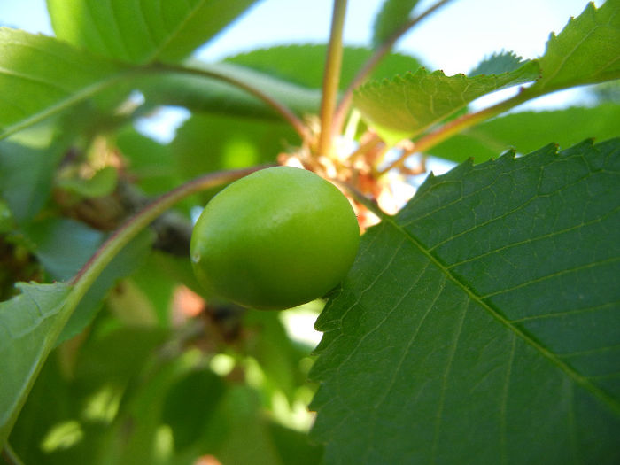 Cherry. Cireasa Rubin (2013, May 03) - Cherry Tree_Cires Rubin