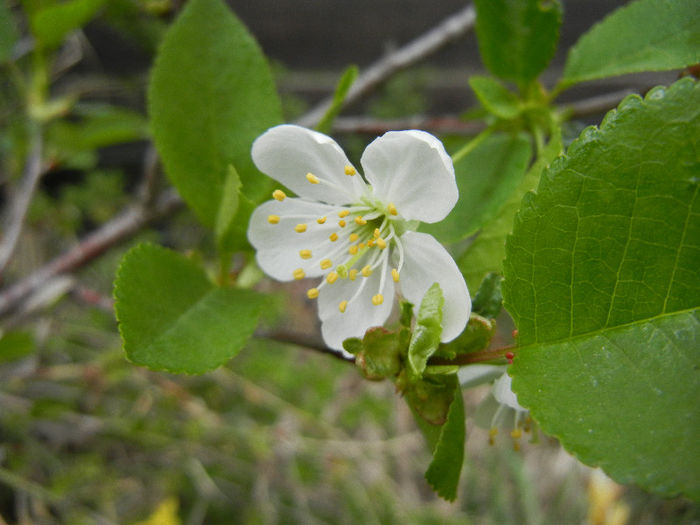 Sour Cherry Blossom (2013, April 18) - Sour Cherry Tree_Visin