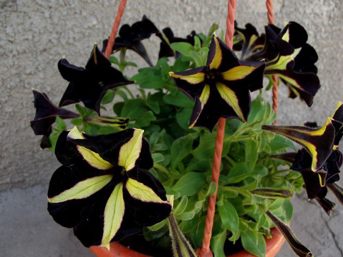2 - Flori 2013