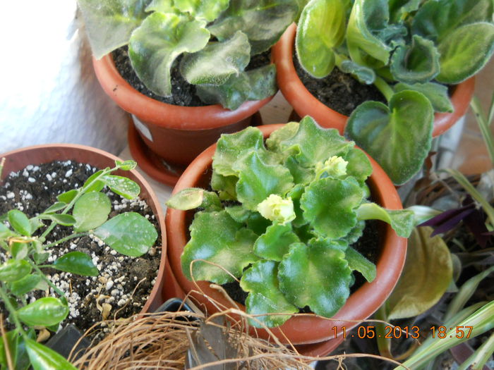 de la Ariana - MAI 2013