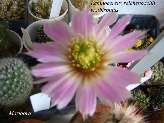 echinocereus reichenbachii v.albispinus - Echinocereus