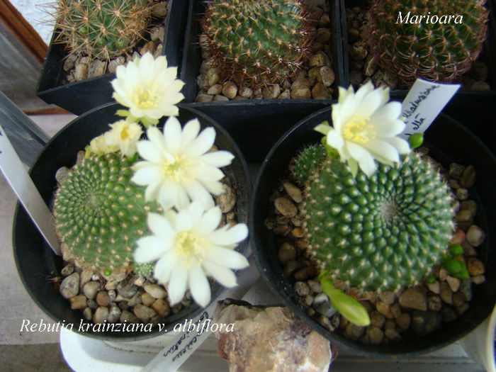 Rebutia krainziana v.albiflora - Rebutia